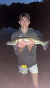 Zander