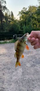 European Perch
