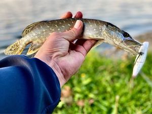 Northern Pike
