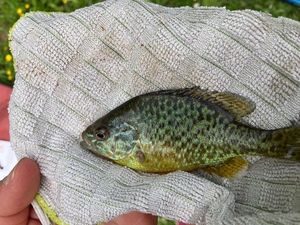 Green Sunfish