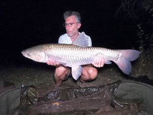 Grass Carp