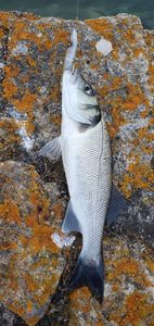 European Bass (Seabass)