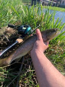 Brown Trout