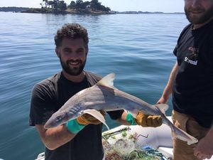 Requin 