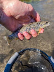 Brown Trout