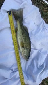 Largemouth Bass