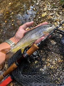 Brown Trout