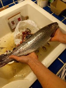 Rainbow Trout