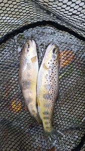 Brown Trout