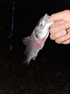 European Bass (Seabass)