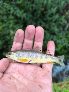 Brown Trout