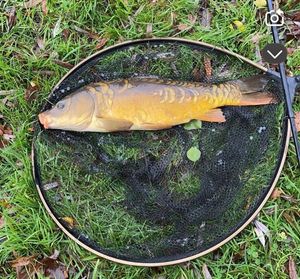 Mirror Carp