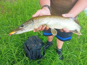 Northern Pike