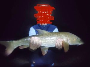 Barbel