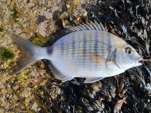 White Seabream