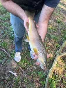 Brown Trout