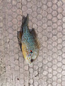 Green Sunfish
