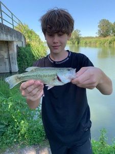 Largemouth Bass
