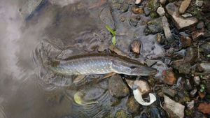 Northern Pike