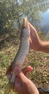 Chain Pickerel