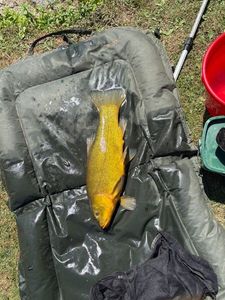 Tench
