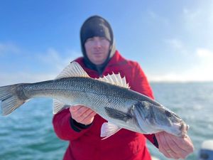 European Bass (Seabass)