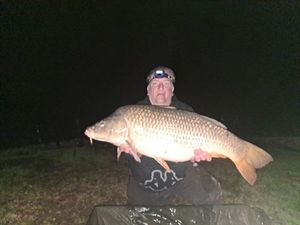 Common Carp