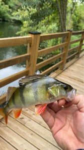European Perch