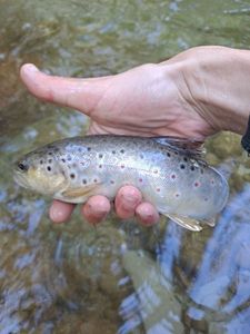 Brown Trout