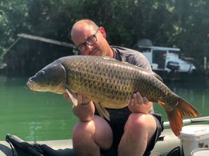 Common Carp