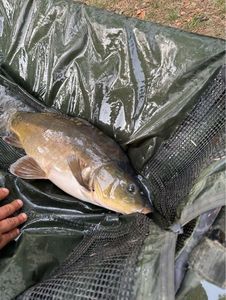 Leather Carp