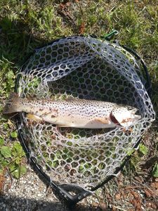 Brown Trout
