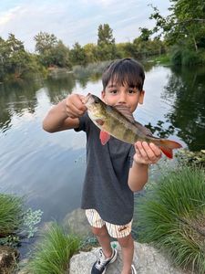European Perch
