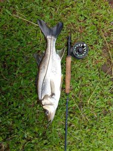 Atlantic Snook