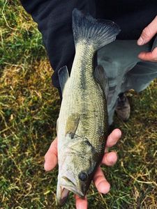 Largemouth Bass