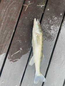Zander