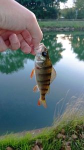 European Perch