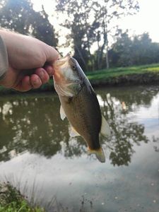 Largemouth Bass