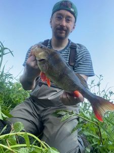 European Perch
