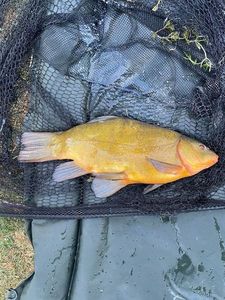 Tench