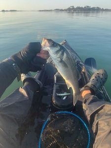 European Bass (Seabass)