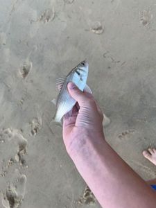European Bass (Seabass)