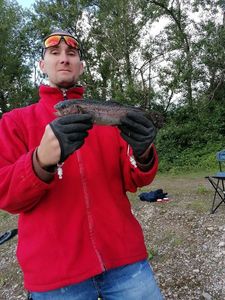 Rainbow Trout