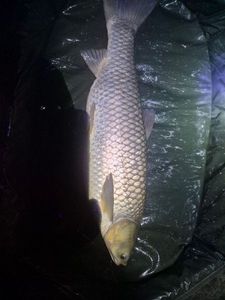 Grass Carp