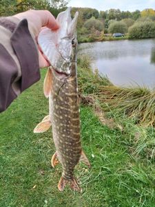 Northern Pike