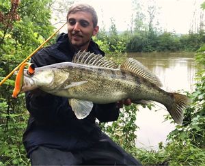 Zander