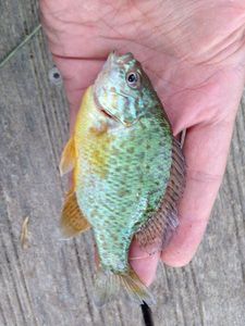Green Sunfish
