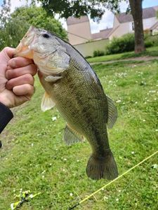 Largemouth Bass