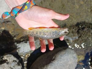 Brown Trout