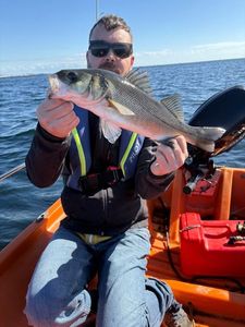 European Bass (Seabass)